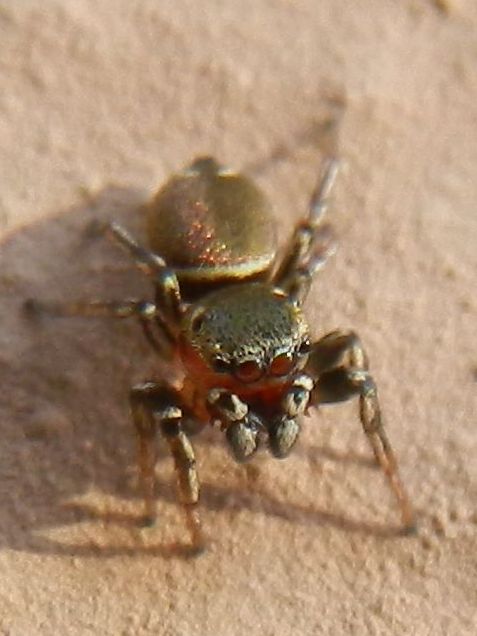 Heliophanus sp.